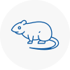Rat Control South Woodford